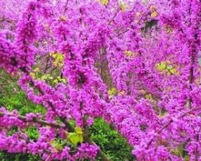 校園的紫荊花樹(shù)作文