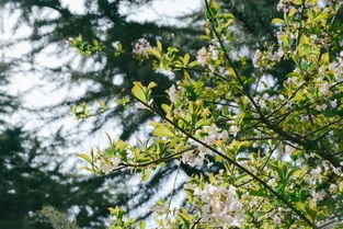 開(kāi)滿(mǎn)丁香花的校園作文三百字