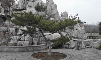 校園里的松樹(shù)作文200字,校園里的松樹(shù)作文400字,校園里的松樹(shù)作文500字
