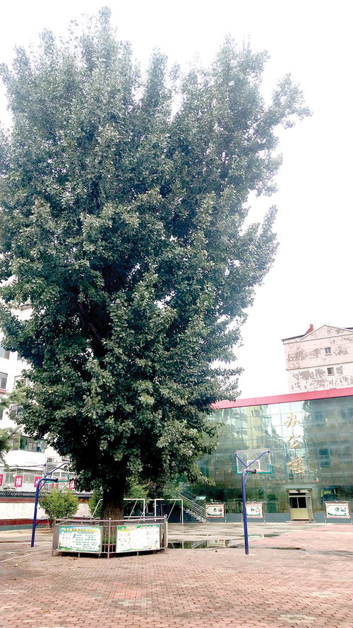 作文校園里的大楊樹(shù)