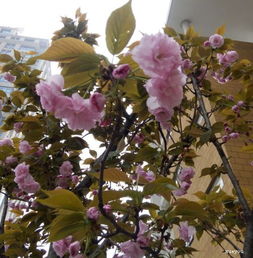 描寫(xiě)開(kāi)滿(mǎn)丁香花的校園作文