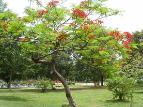 關于校園的合歡樹的作文