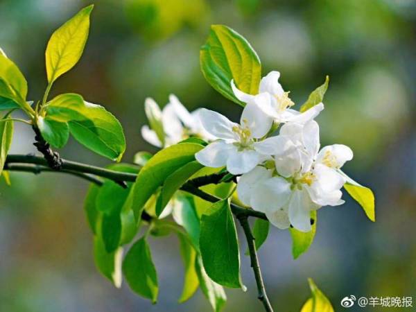 校園的什么植物作文二級(jí)