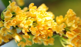 六級植物作文校園里的桂花