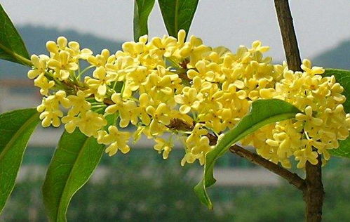 校園的桂花開(kāi)了作文