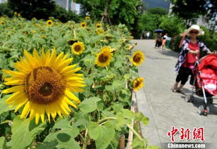 福州向日葵注意事項
