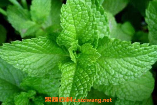 仙客來(lái)種子種植方法和注意事項,薄荷怎么種植方法和注意事項,盆栽薄荷的種植方法和注意事項