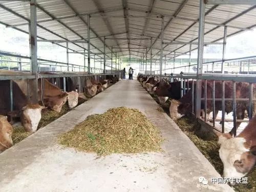 陽(yáng)光棚注意事項,彩鋼棚注意事項,管棚施工注意事項
