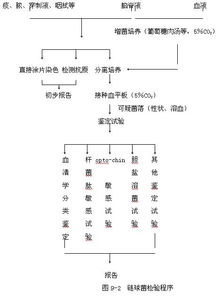 鏈球菌屬檢驗注意事項,抗鏈球菌溶血素o試驗注意事項,鑒定鏈球菌的注意事項