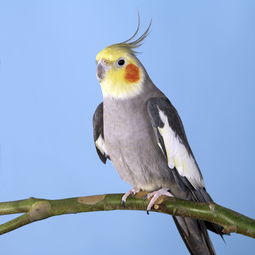 玄鳳鸚鵡放飛注意事項