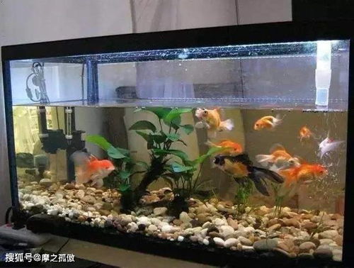 魚(yú)缸,圓柱,注意事項