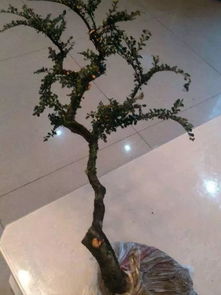 移栽,應注意,梅花,秋天