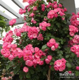 種爬藤月季注意事項