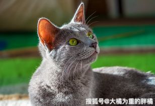 懷孕的藍貓應該注意事項,藍貓洗澡注意事項,新手養藍貓注意事項