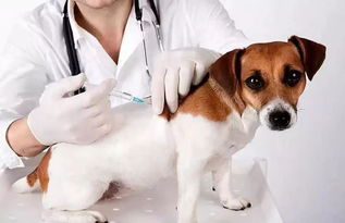 狗狗打了狂犬疫苗后注意事項