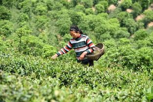 鄭州到信陽(yáng)采茶注意事項