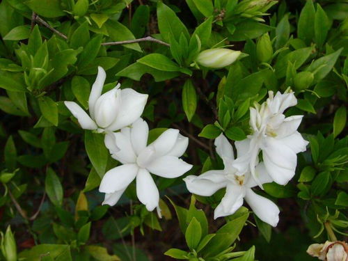注意事項,蘋(píng)果,綠花