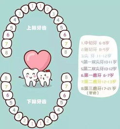 換牙,注意事項,兒童