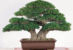 樹(shù)冰的養殖方法和注意事項,龍須樹(shù)的養殖方法和注意事項,綠寶樹(shù)的養殖方法和注意事項