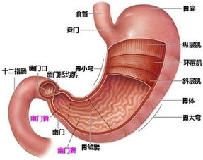 胃類(lèi)癌注意事項