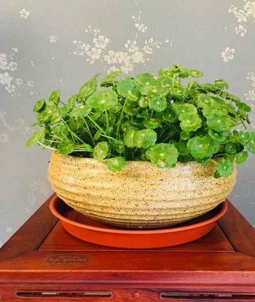 注意事項,花橄菜
