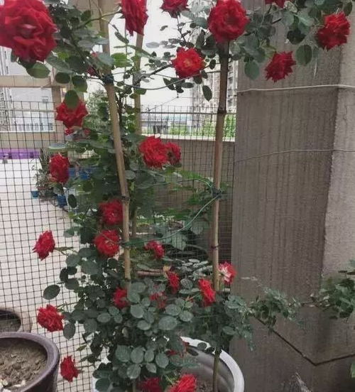 秞瓷盆養花的注意事項
