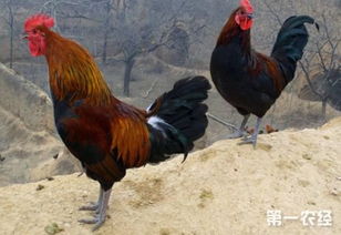 養殖野雞需要注意事項