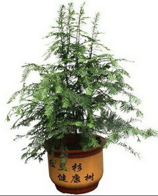紅豆杉,養殖,注意事項,室內