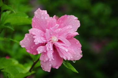 木槿花,養護,夏季,注意事項