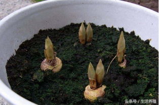 一抹香的養(yǎng)殖方法和注意事項(xiàng),一抹香的扦插方法和注意事項(xiàng),一抹香的修剪方法和注意事項(xiàng)