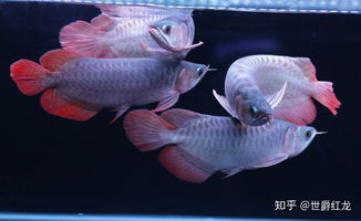養殖,注意事項,方法,龍須魚(yú)