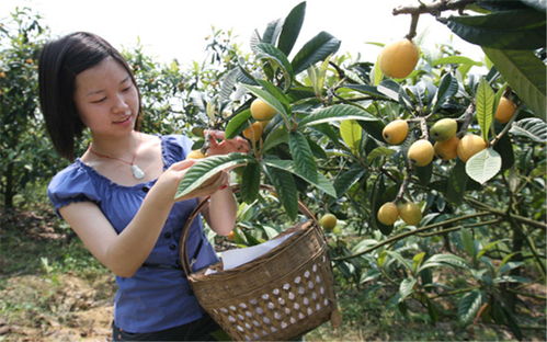 枇杷樹(shù)種植注意事項