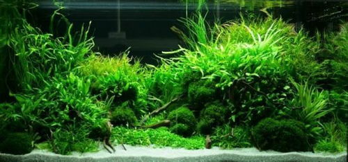 水草,注意事項