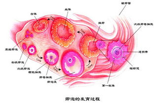 卵子,要注意,事項,檢查