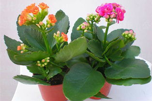 長(cháng)壽花養殖五大技巧與注意事項