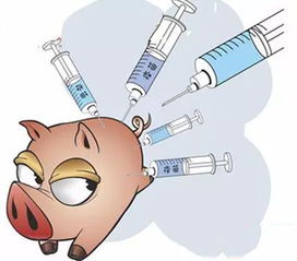 豬瘟,疫苗,注意事項