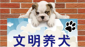 養狗的注意事項,過(guò)敏性鼻炎養狗注意事項,孕婦養狗注意事項