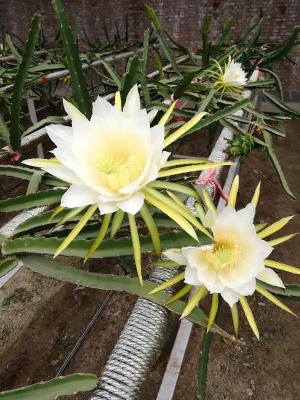 開(kāi)花,注意事項,火龍果