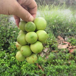 長(cháng)途運輸堅果樹(shù)苗注意事項