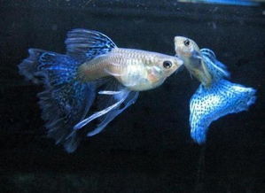 新買(mǎi),注意事項(xiàng),孔雀魚(yú)