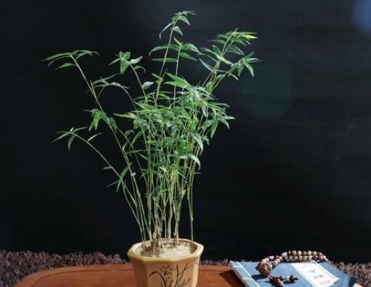 仙人,養殖,注意事項,方法