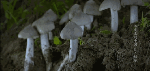 黑雞樅種植前景,種植黑雞樅是哪個(gè)月開(kāi)始種,黑皮雞樅覆土注意事項
