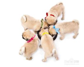 泰迪幼犬喂養注意事項,杜賓幼犬喂養注意事項,黑狼幼犬喂養注意事項