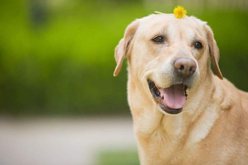 幼犬吃犬心保注意事項