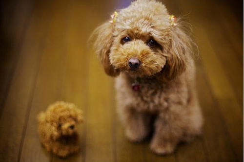 飼養泰迪犬注意事項