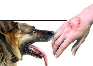 狗狗打狂犬疫苗注意事項有哪些,成年狗狗打狂犬疫苗注意事項,狗狗打狂犬疫苗之前注意事項