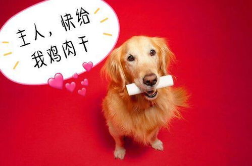 購買(mǎi)金毛犬注意事項