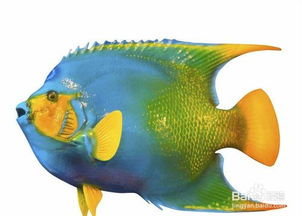 魚(yú)缸加新魚(yú)的注意事項
