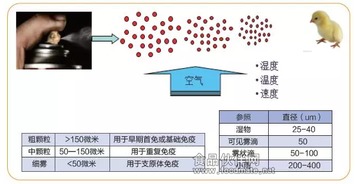 豬群免疫注意事項,飲水免疫注意事項,球蟲(chóng)免疫注意事項
