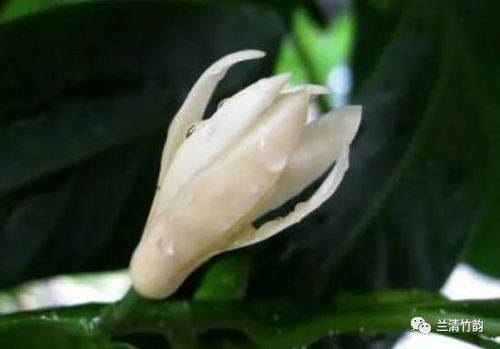 白蘭花怎么養白蘭花的養殖方法和注意事項